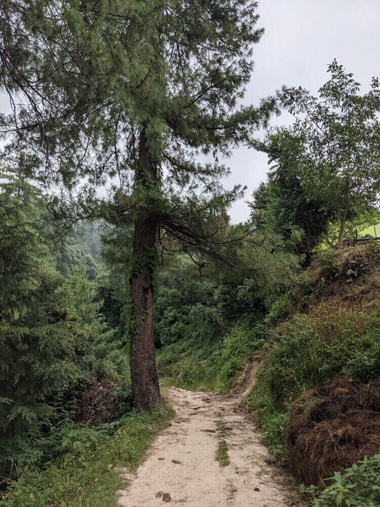 We Dared to Hike to Shikari Devi Temple (Mandi Himachal) On Our Own 20 path ahead from sainthal village