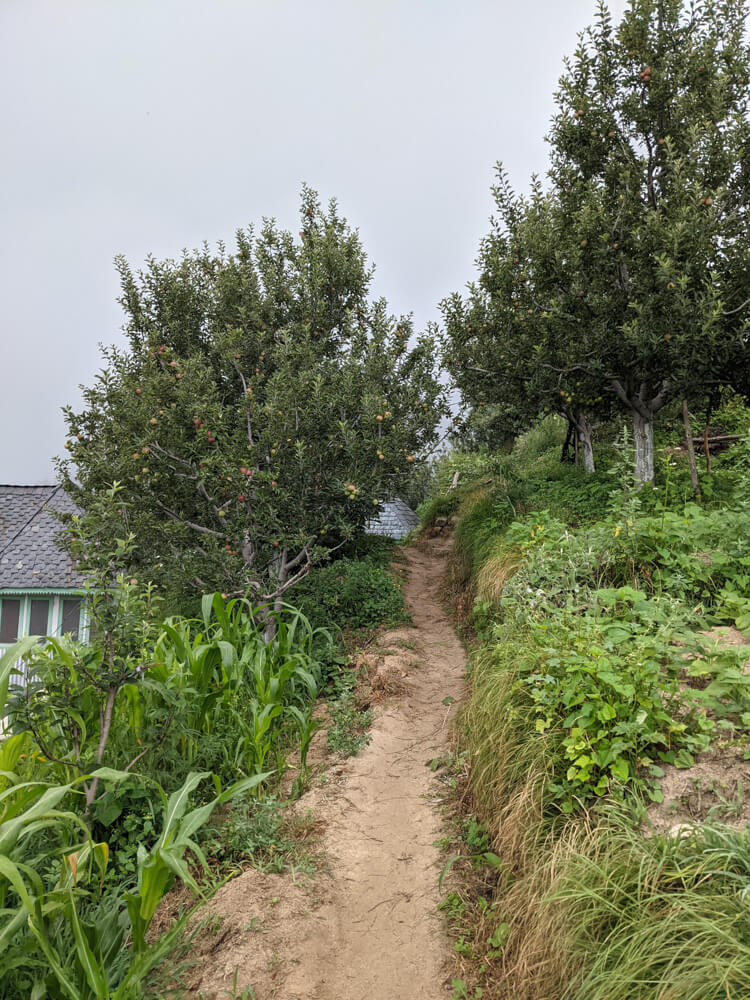 We Dared to Hike to Shikari Devi Temple (Mandi Himachal) On Our Own 15 path through sainthal to shikari