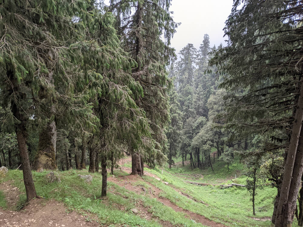We Dared to Hike to Shikari Devi Temple (Mandi Himachal) On Our Own 34 paths in the jungle of shikari sanctuary