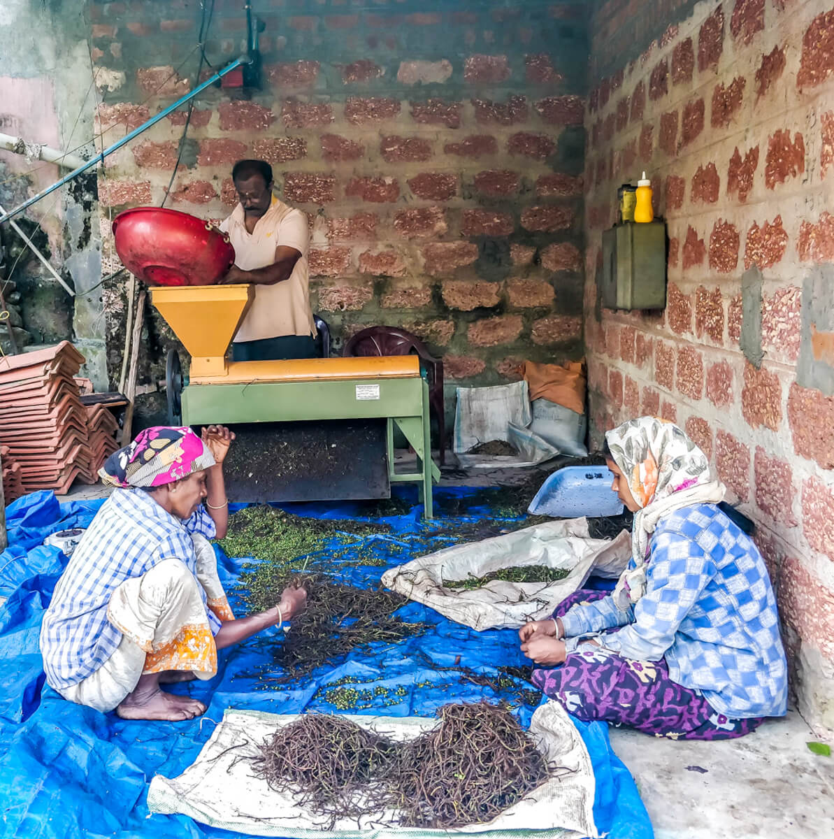 pepper processing in chikmagalur karnataka