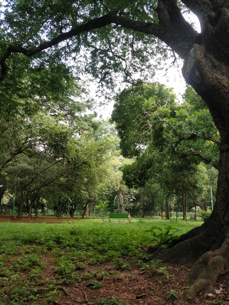 Cubbon Park – Bangalore's Eye Candy and My Green Oasis 24 pictures of cubon park.jpg