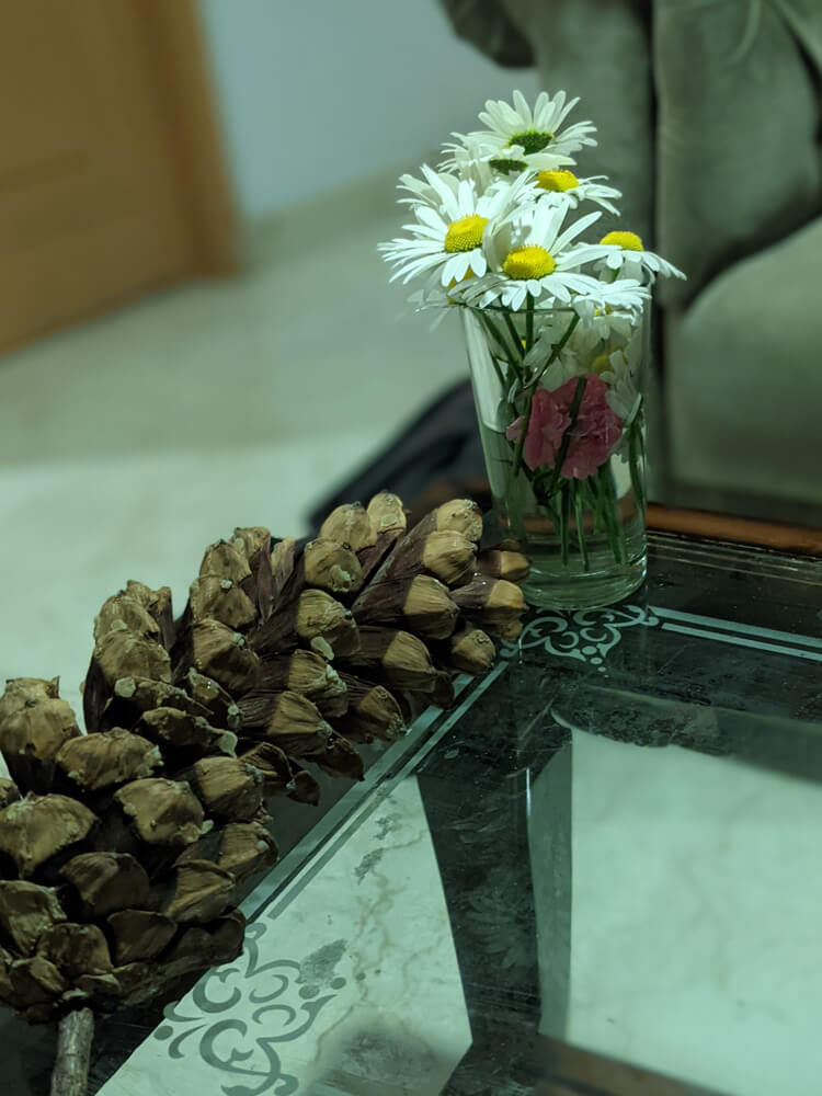 An Itinerant Writer’s Life in Mashobra, Shimla (Along With Things To Do) 18 pine cones himachal