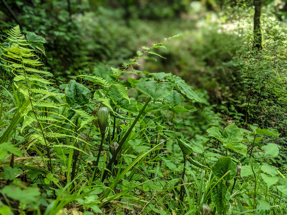 plants in jungles mashobra