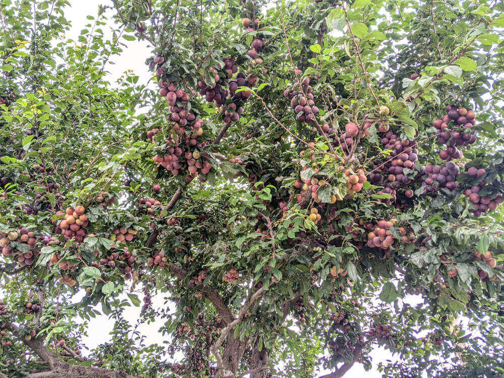 We Dared to Hike to Shikari Devi Temple (Mandi Himachal) On Our Own 16 plum tree in sainthal village