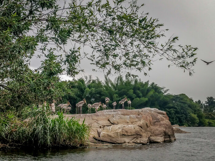 Amazing Karnataka – From Ten Years of Travel 16 ranganathittu-bird-sanctuary-in-karnataka.jpeg