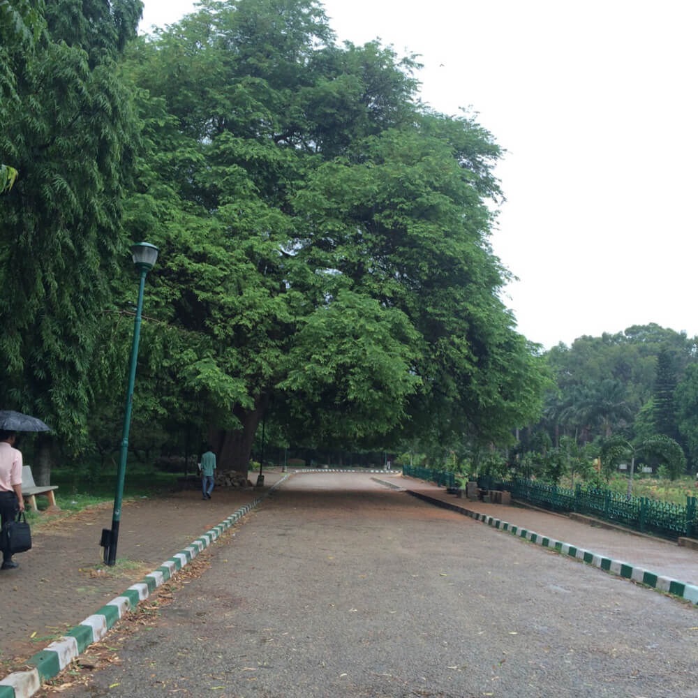 Cubbon Park – Bangalore's Eye Candy and My Green Oasis 25 roads in cubbon park bangalore