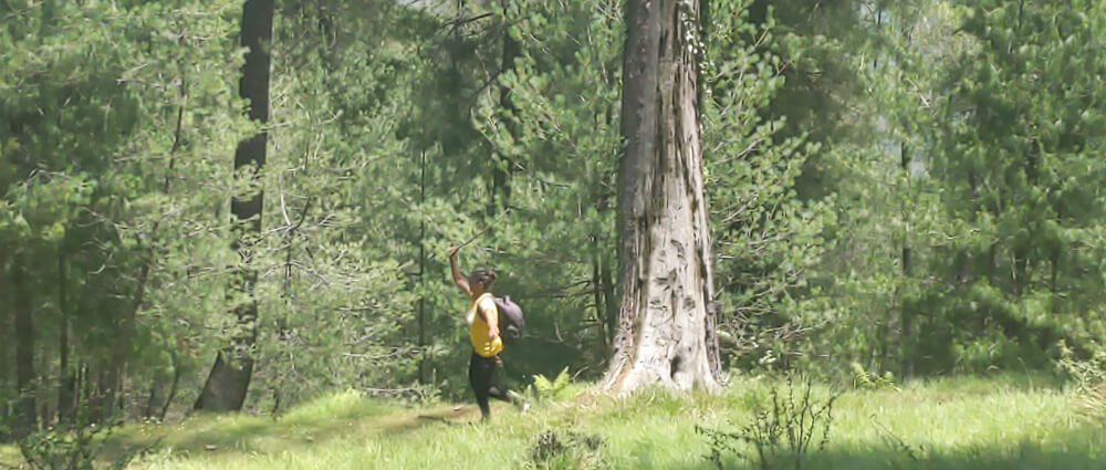 running around in himachali jungles near kanag devi