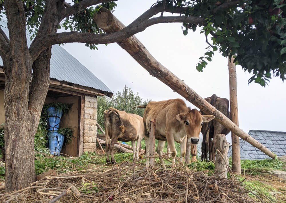 sainthal village home on the way to shikari