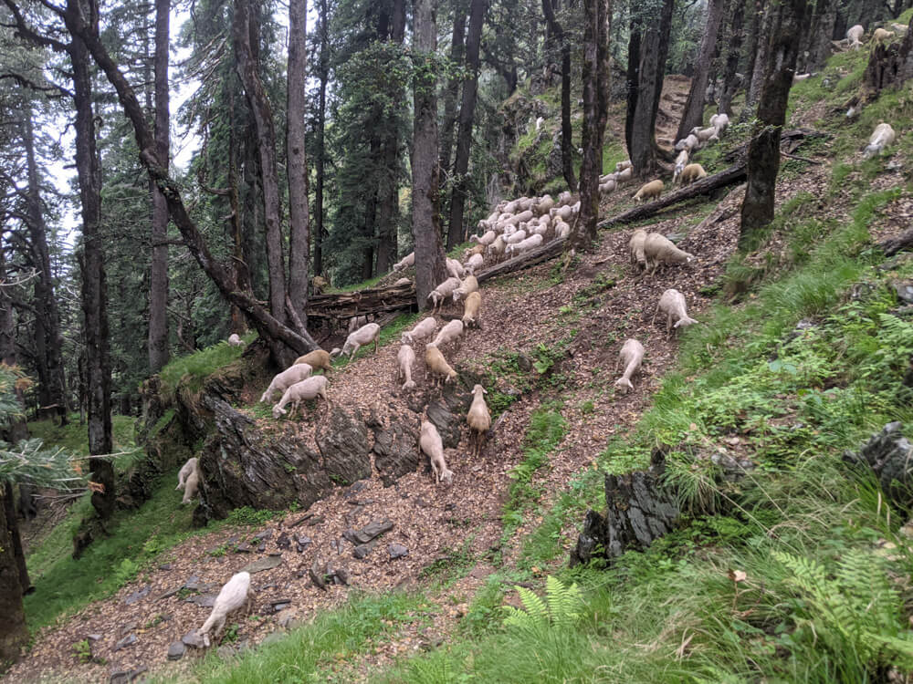 We Dared to Hike to Shikari Devi Temple (Mandi Himachal) On Our Own 33 shepherds in shikari sanctuary