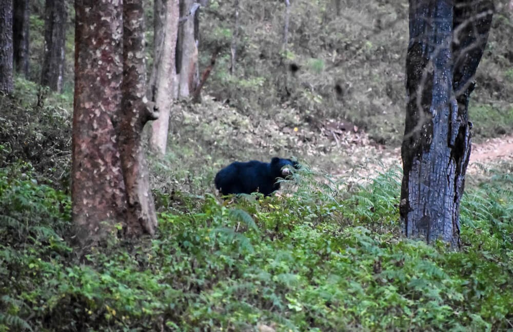 Amazing Karnataka – From Ten Years of Travel 35 sloth-bears-in-br-hills.jpeg