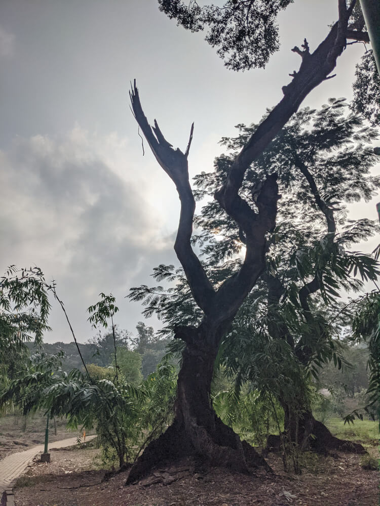strange trees cubbon park karnataka