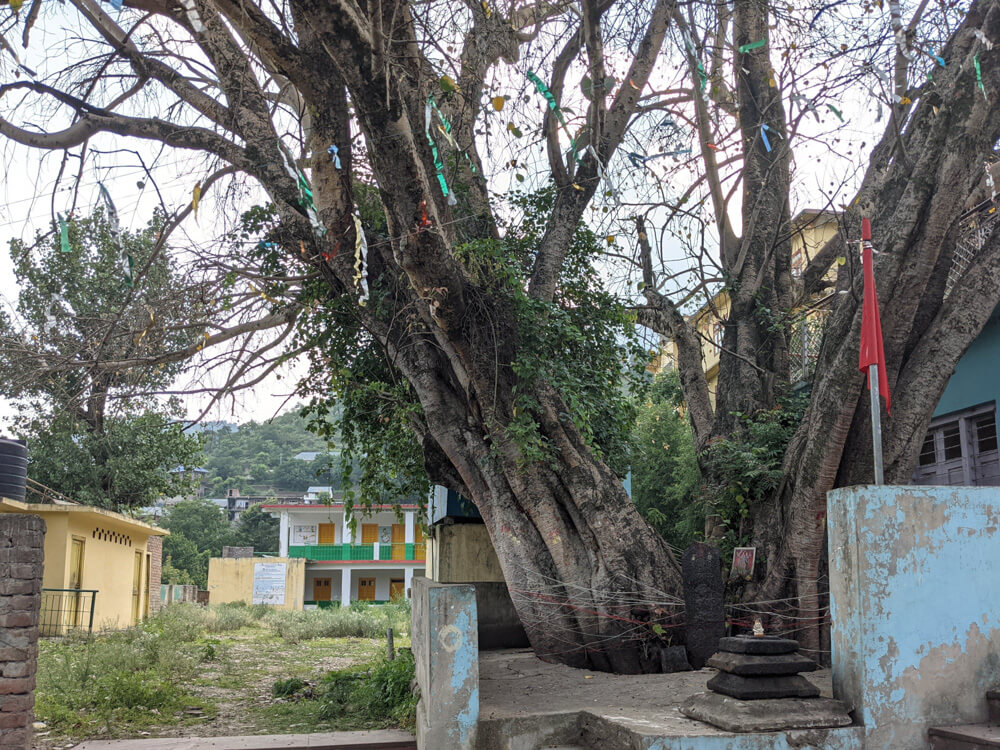 the big banyan tree pangna