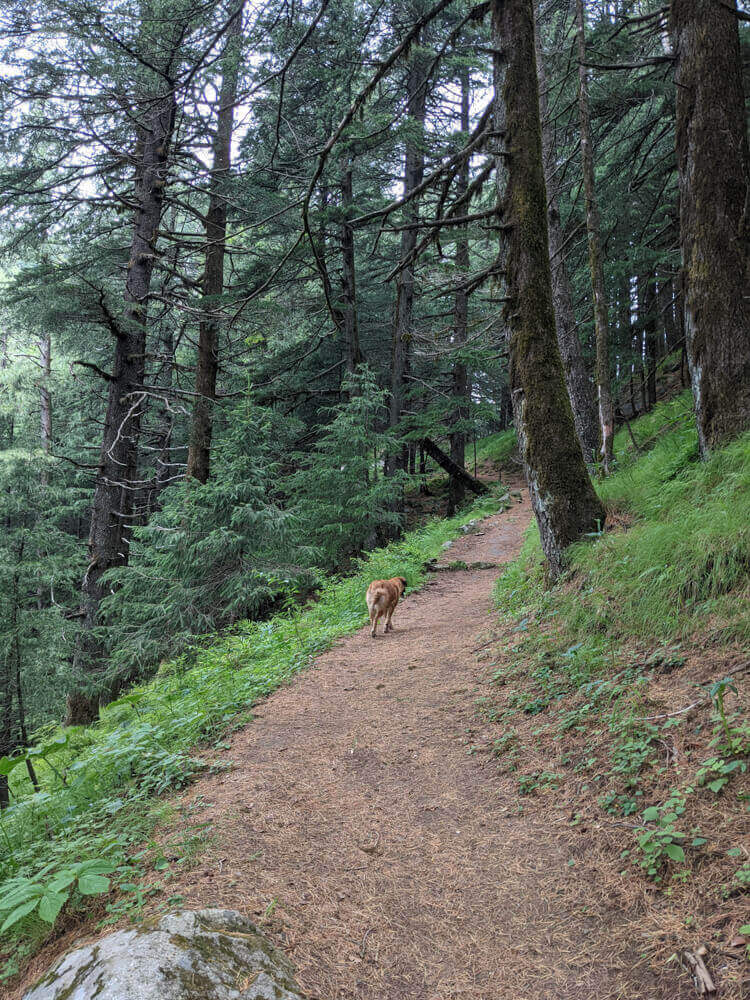 the dog up ahead