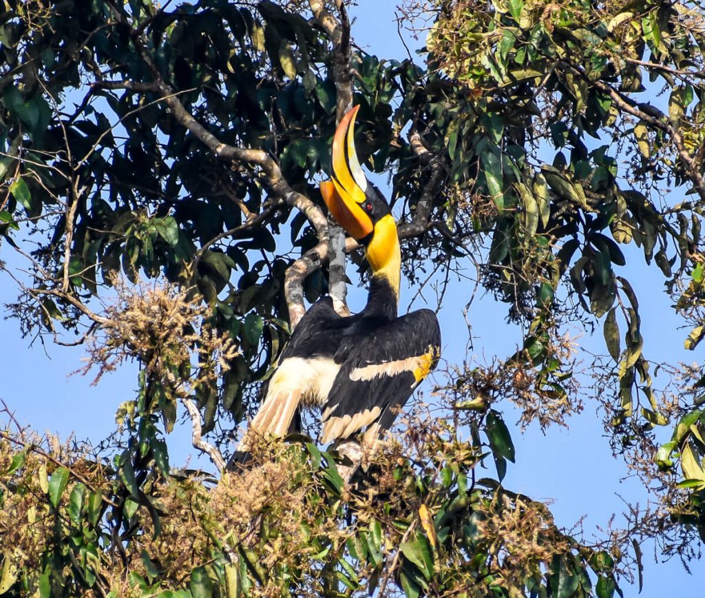 the-great-indian-pied-hornbill-in-karnataka.jpg