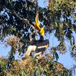 the-great-indian-pied-hornbill-in-karnataka.jpg