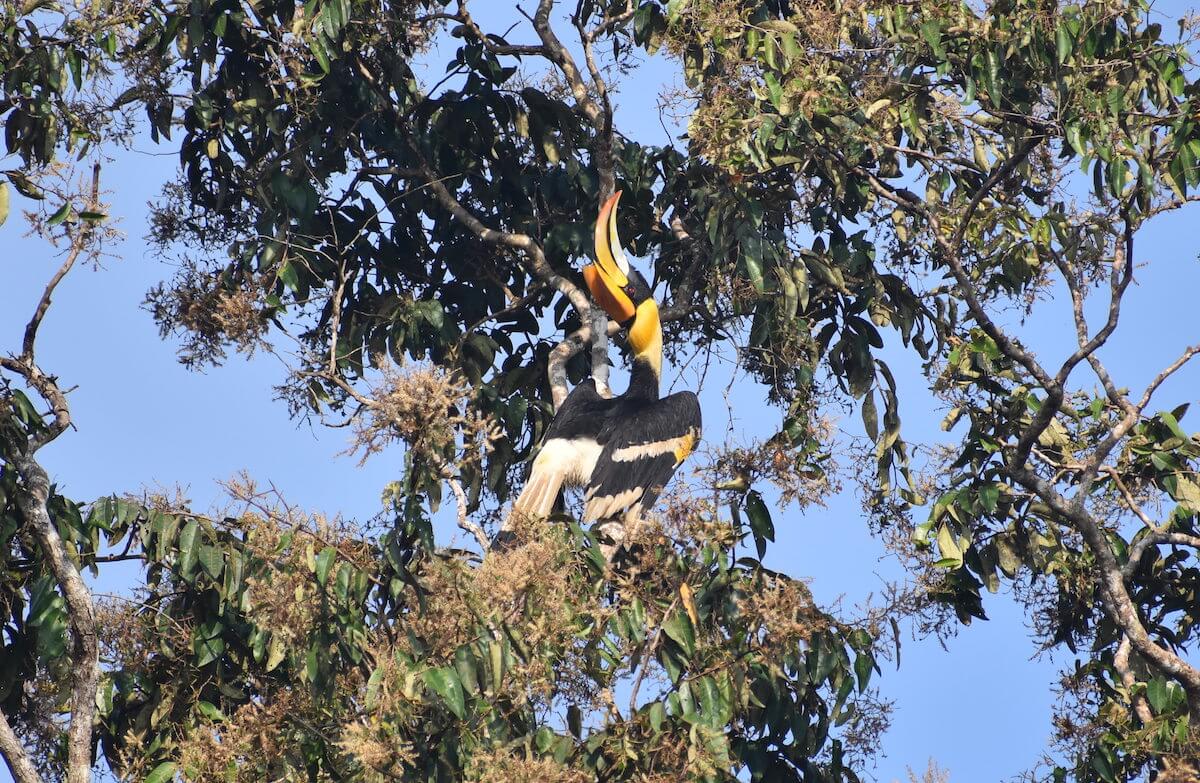 1 / 1 – the great indian pied hornbill in karnataka copy (1).jpeg