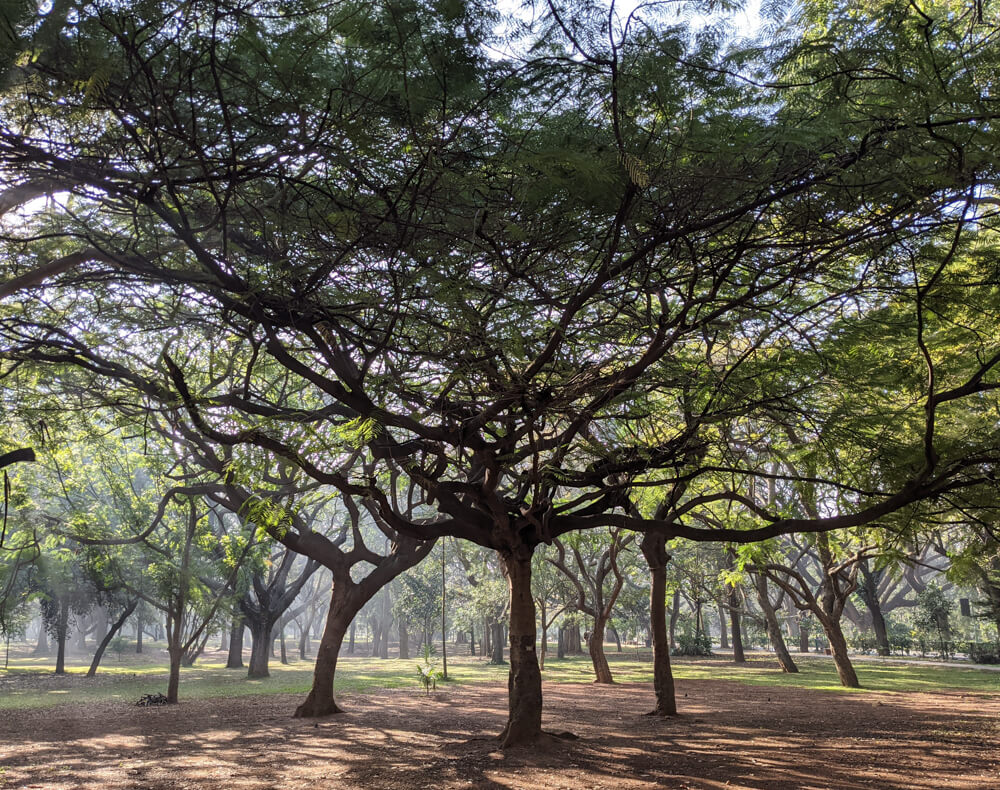 Cubbon Park – Bangalore's Eye Candy and My Green Oasis 5 trees cubbon park bangalore karnataka
