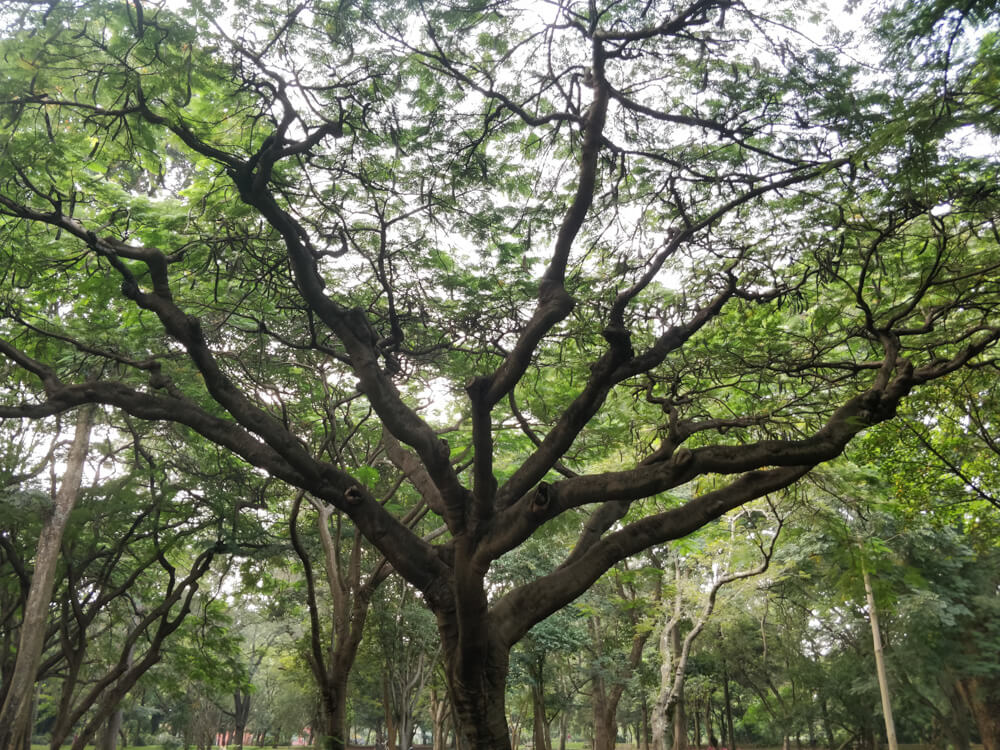 Cubbon Park – Bangalore's Eye Candy and My Green Oasis 22 trees cubbon park bangalore
