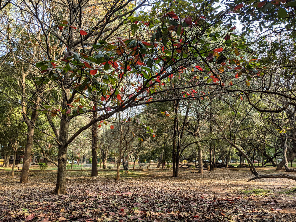 trees cubbon park bengaluru light shadow play