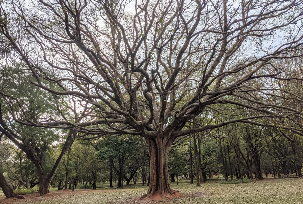 trees cubbon park bengaluru