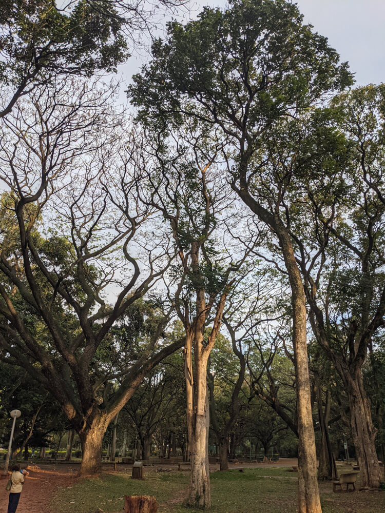 Cubbon Park – Bangalore's Eye Candy and My Green Oasis 18 trees cubbon
