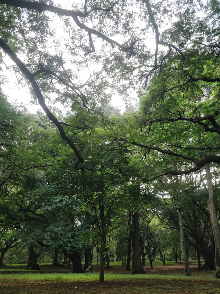 Cubbon Park – Bangalore's Eye Candy and My Green Oasis 19 trees in cubbon park bangalore