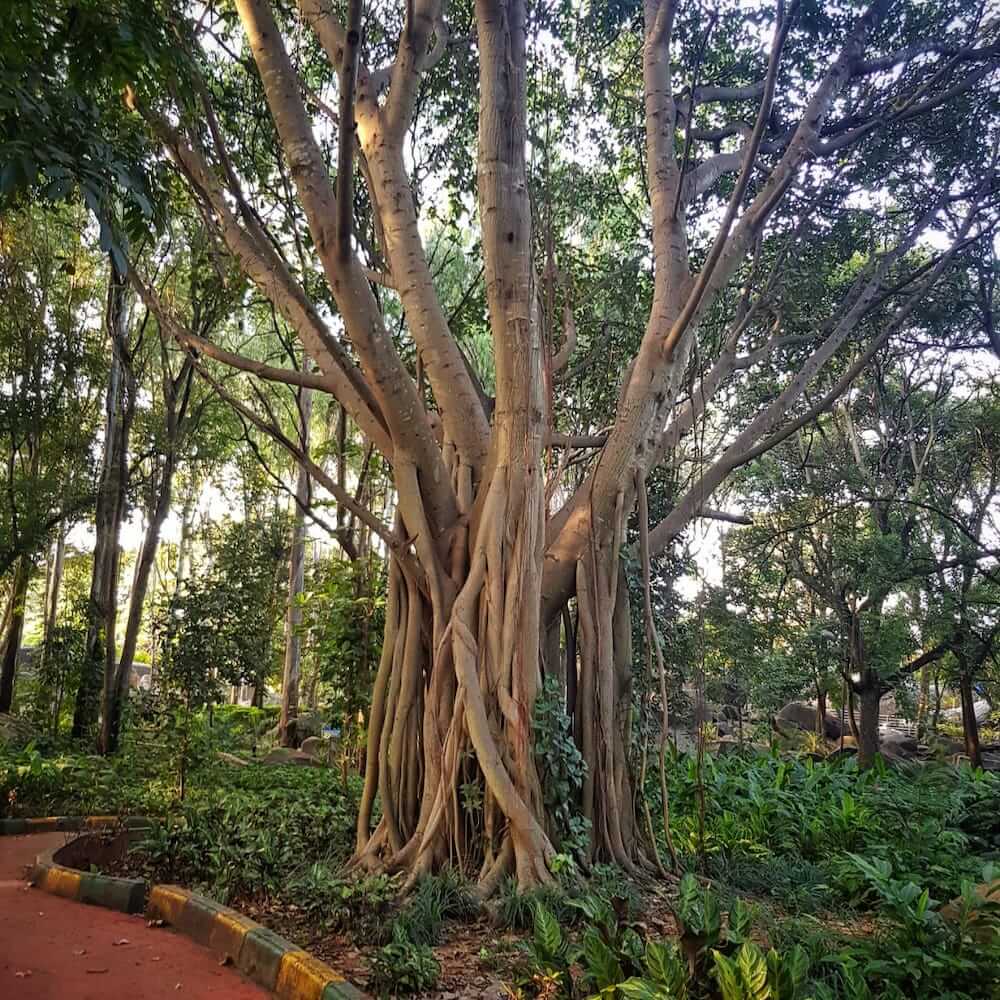 trees-in-old-parks.jpeg