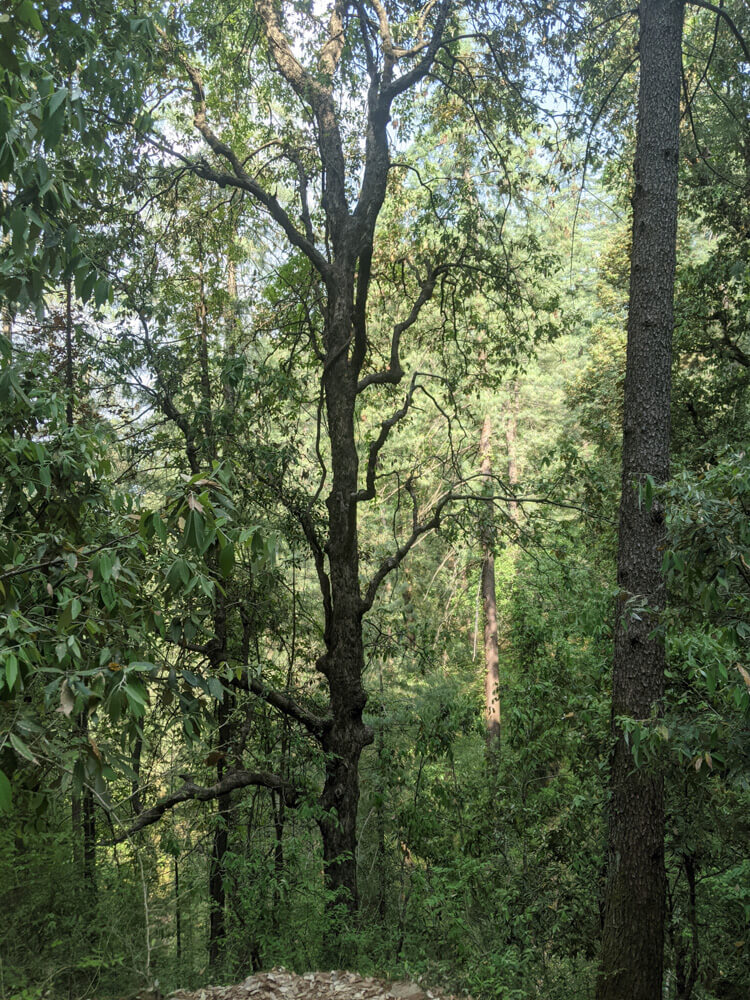 An Itinerant Writer’s Life in Mashobra, Shimla (Along With Things To Do) 12 trees of mashobra