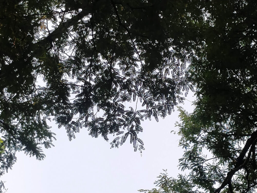 Cubbon Park – Bangalore's Eye Candy and My Green Oasis 20 trees