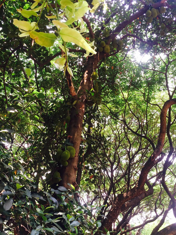 tress cubbon nature park