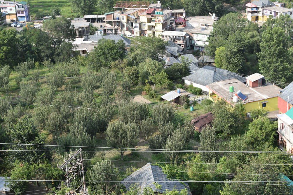 view of apple orchards pangna karsog mandi