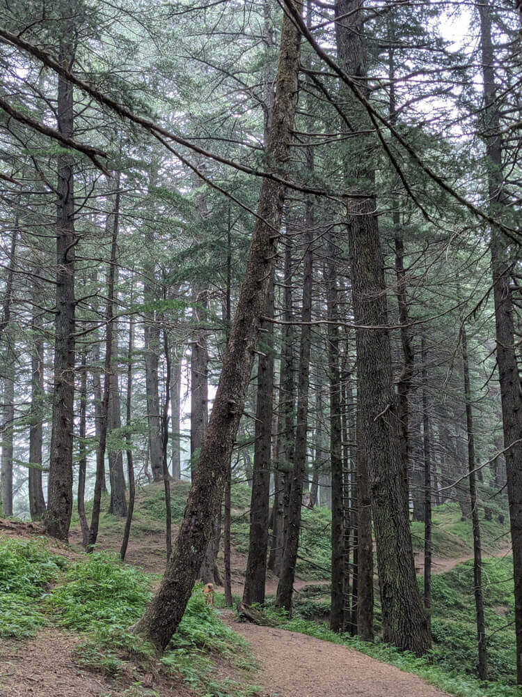 We Dared to Hike to Shikari Devi Temple (Mandi Himachal) On Our Own 29 walking ahead