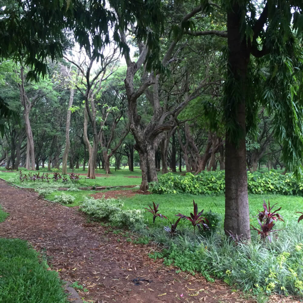 Cubbon Park – Bangalore's Eye Candy and My Green Oasis 4 walkways cubbon