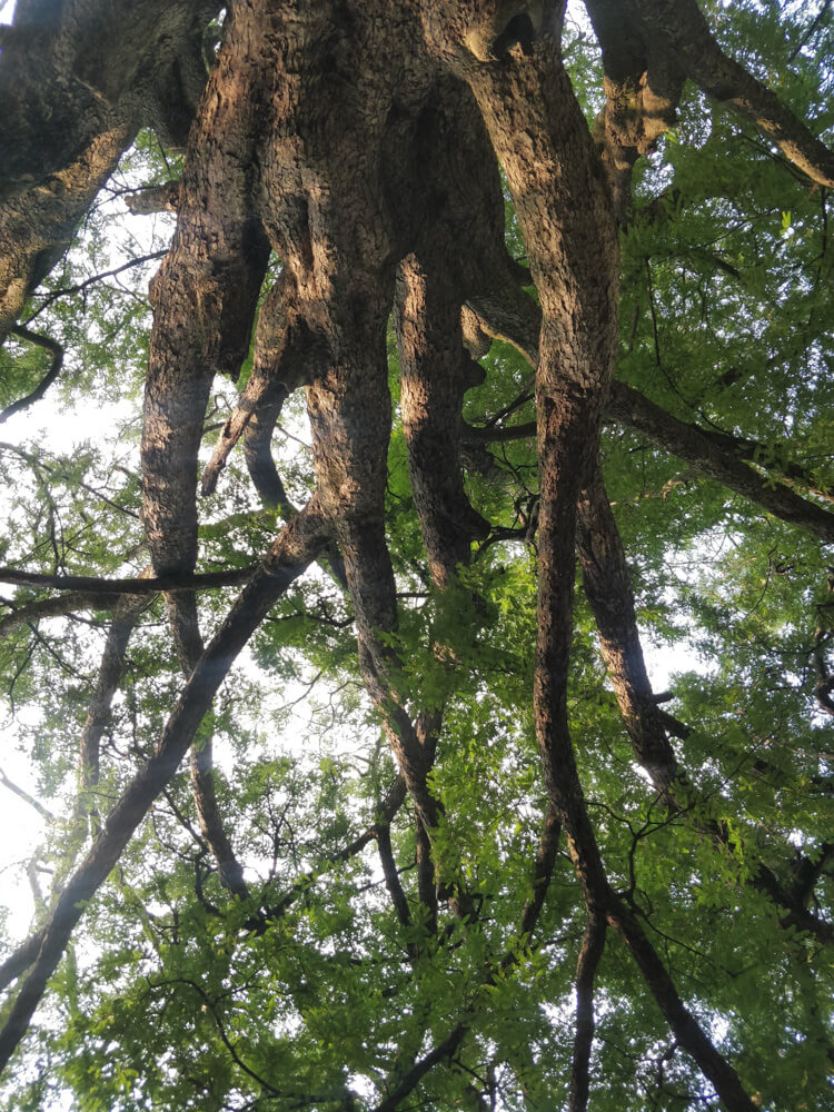 weird angles of cubbon trees