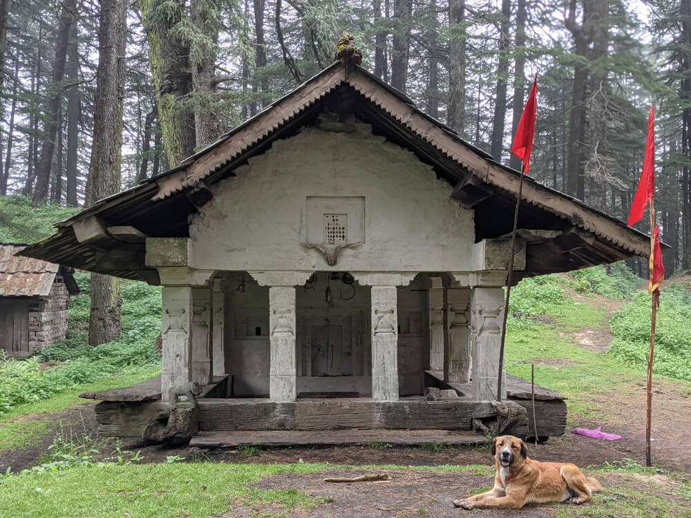 with a dog on the shiva dera on shikari trek