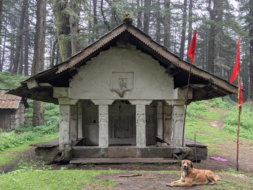 We Dared to Hike to Shikari Devi Temple (Mandi Himachal) On Our Own 25 with a dog on the shiva dera on shikari trek