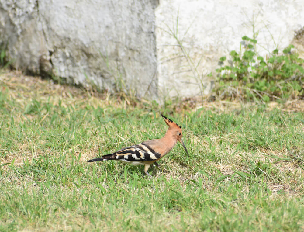 woodpecker pangna pwd guesthouse