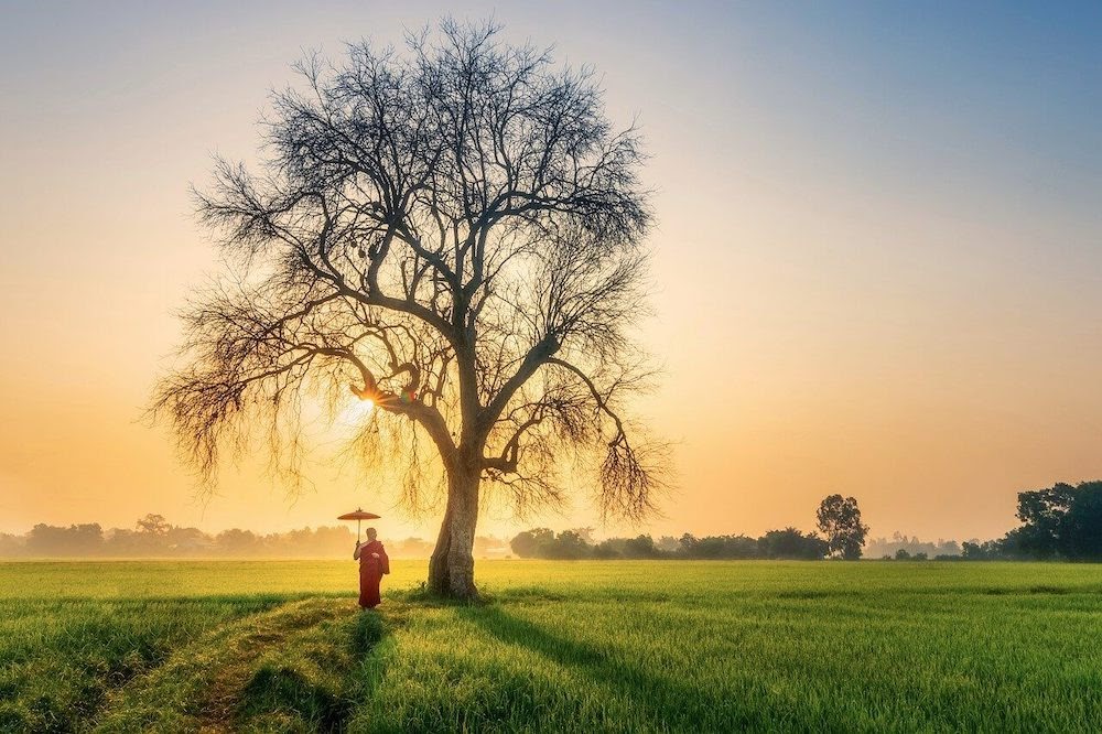 monk walking in a jungle in morning