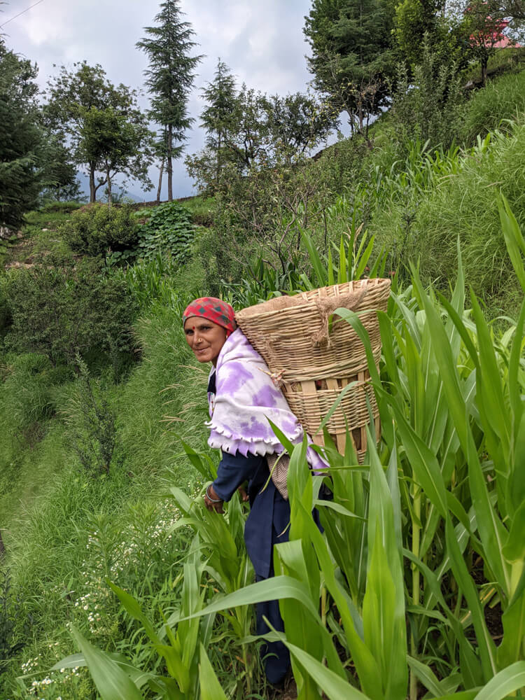 Favorite Himachal Pradesh Moments in 71 Photos 54 apple kilta himachal