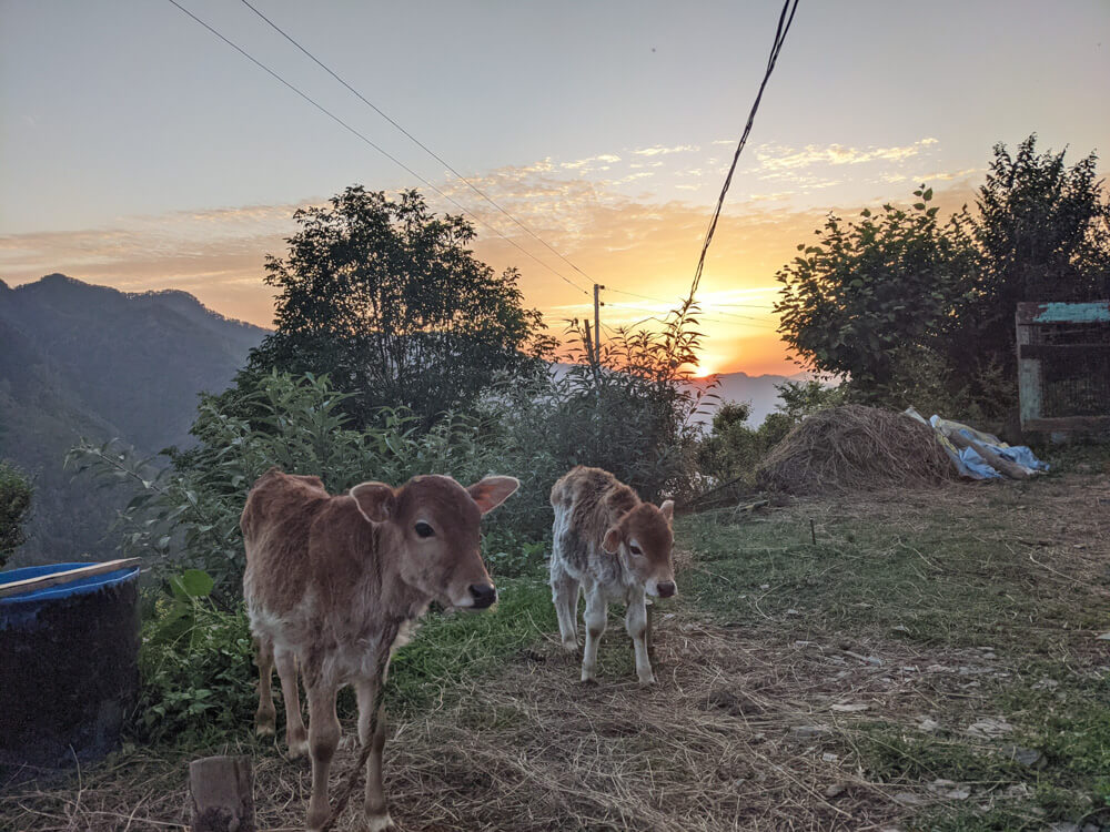 An Old Himalayan Woman’s Routine Showed Me How Hard Is Village Life in India – Lessons On Resilience and Repetition 3 cows at sunset, a typical scene to show village life of india