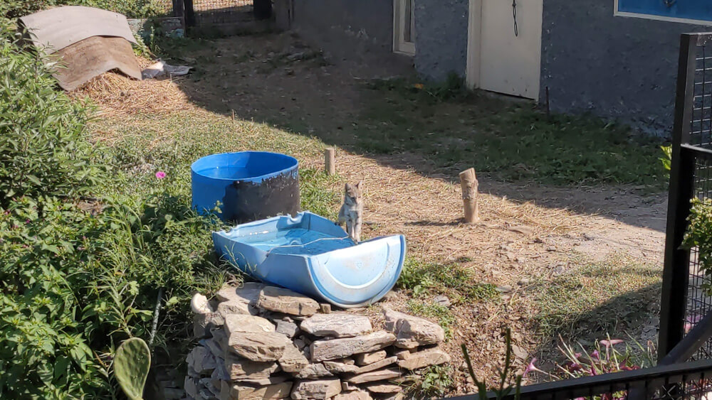 every animal used to drink from these tanks