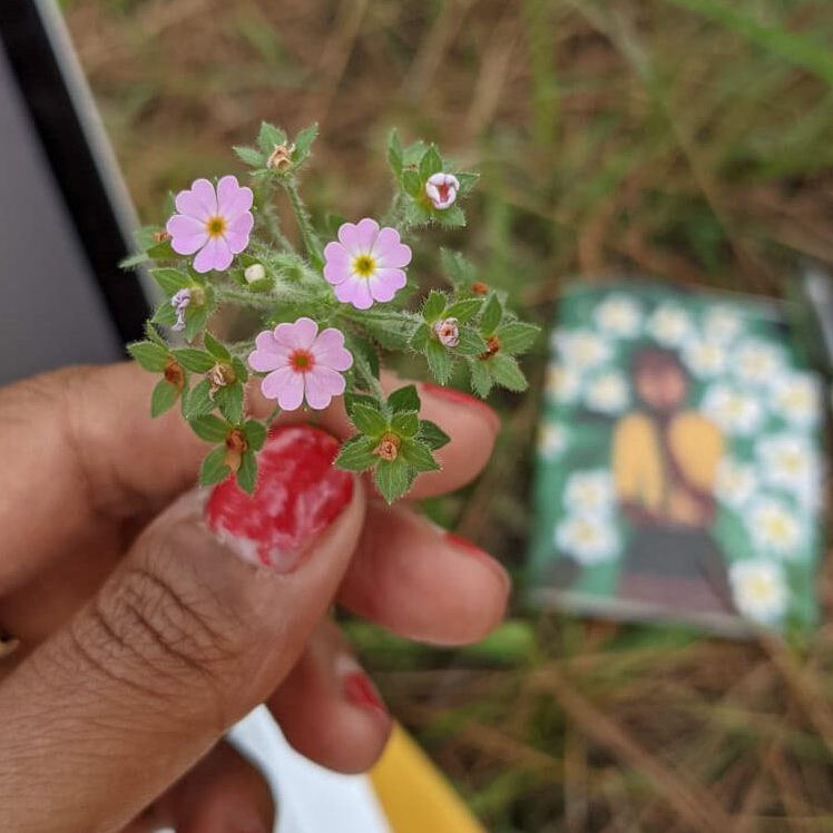 flowers of himachal