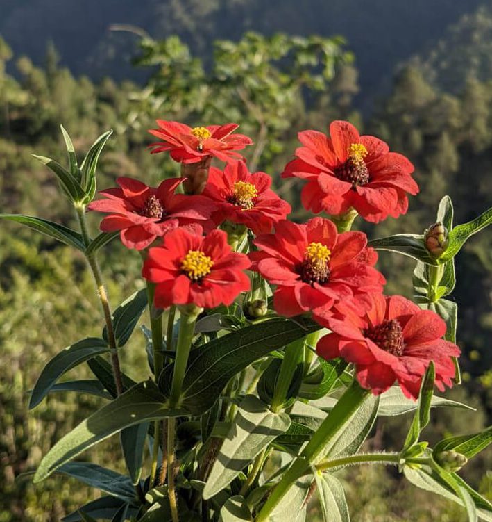 Favorite Himachal Pradesh Moments in 71 Photos 22 jungly flowers of himachal pradesh shimla hills