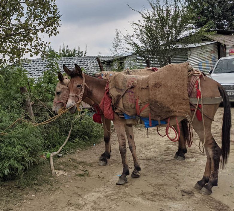 my favorite donkeys planning to bring loads of apples from mountain homes