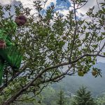 my nalagali homestay aunty climbing an apple tree like a boss woman in mandi district himachal