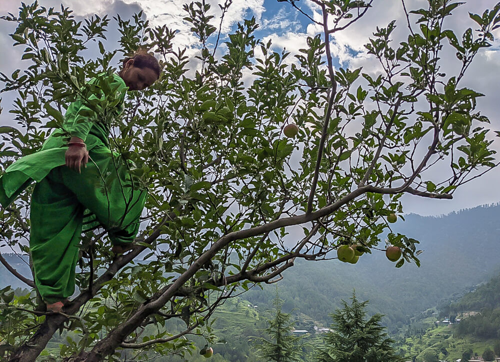 my nalagali homestay aunty climbing an apple tree like a boss woman in mandi district himachal