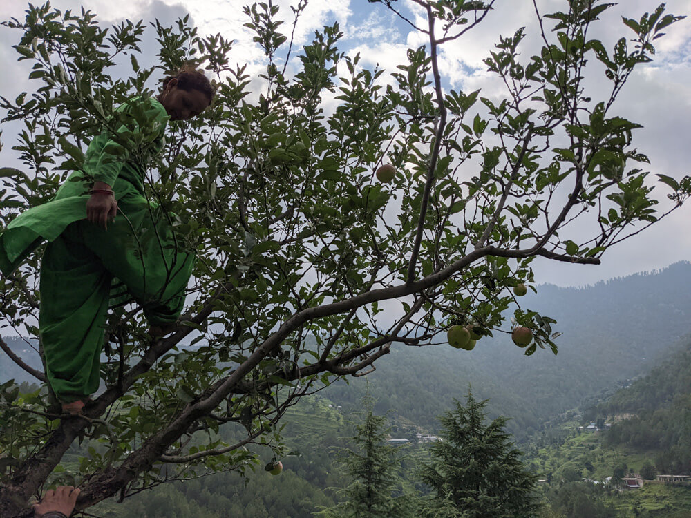 my nalagali homestay aunty climbing an apple tree like a boss woman in mandi district himachal