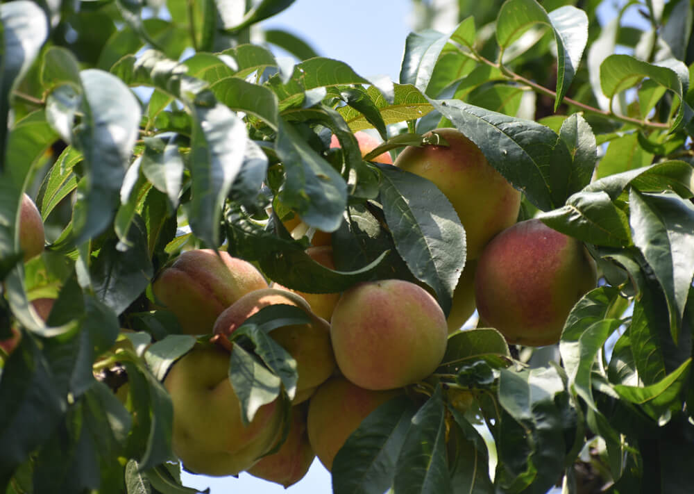 oh the peaches in himachal near shimla mashobra