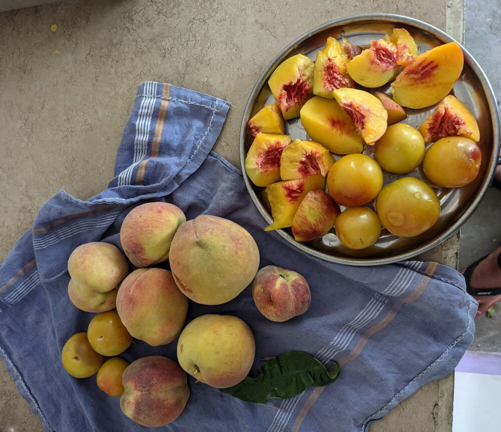 Favorite Himachal Pradesh Moments in 71 Photos 24 peaches and plums near mashobra in gagal village mohanpur
