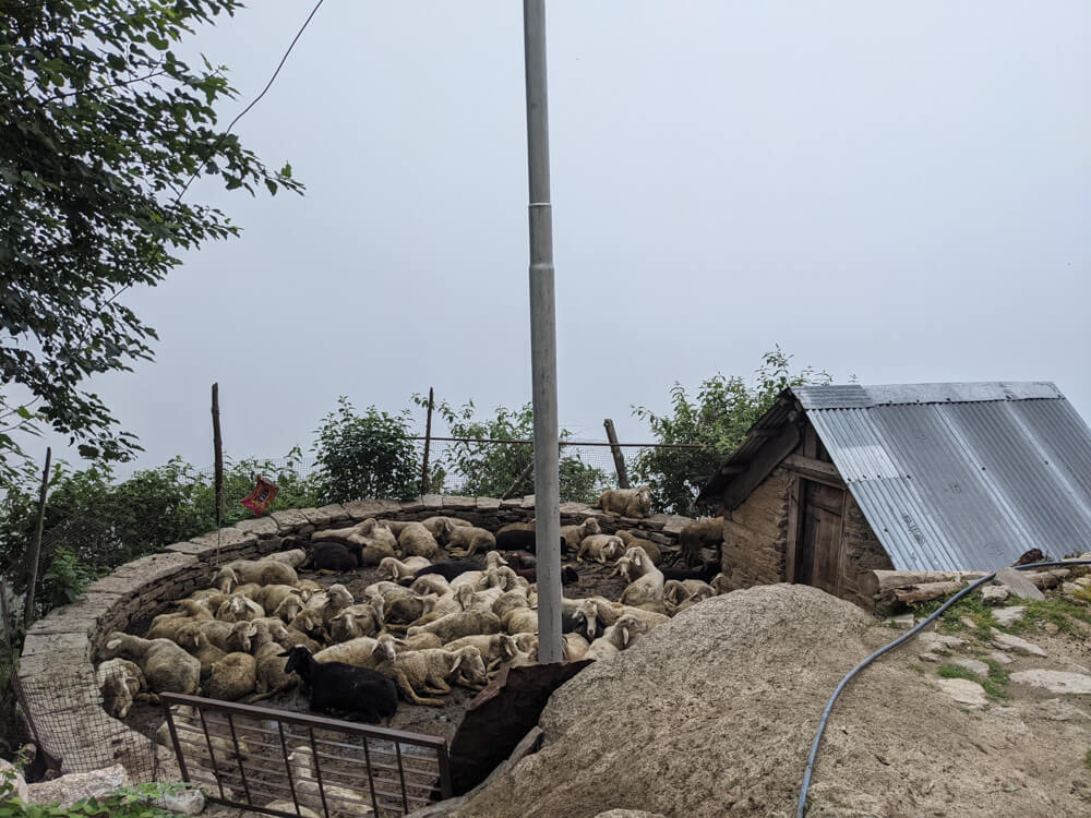 sheep in himacha;